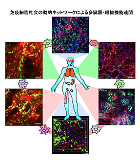 免疫細胞社会の動的ネットワークによる多臓器・組織機能連関