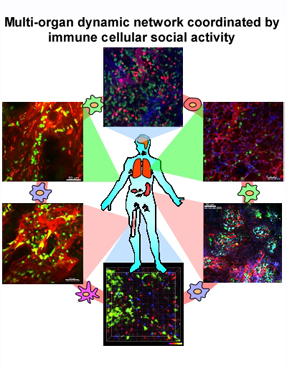 Multi-organ dynamic network coordinated by immune cellular social activity
